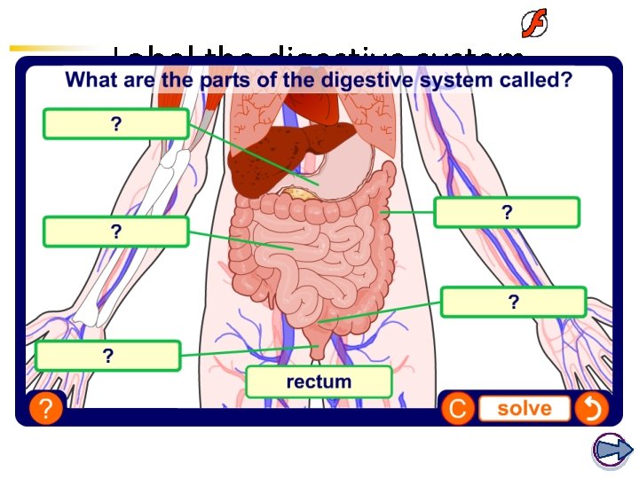 Label the digestive system  Label the digestive system