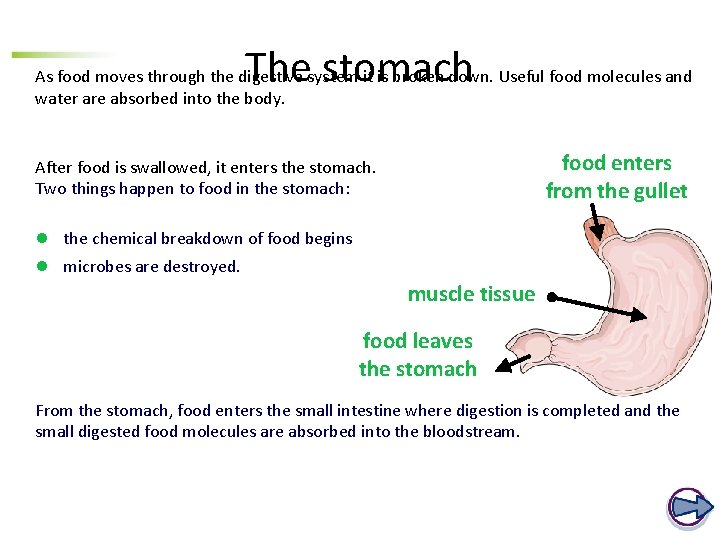 The stomach As food moves through the digestive system it is broken down. Useful The stomach As food moves through the digestive system it is broken down. Useful