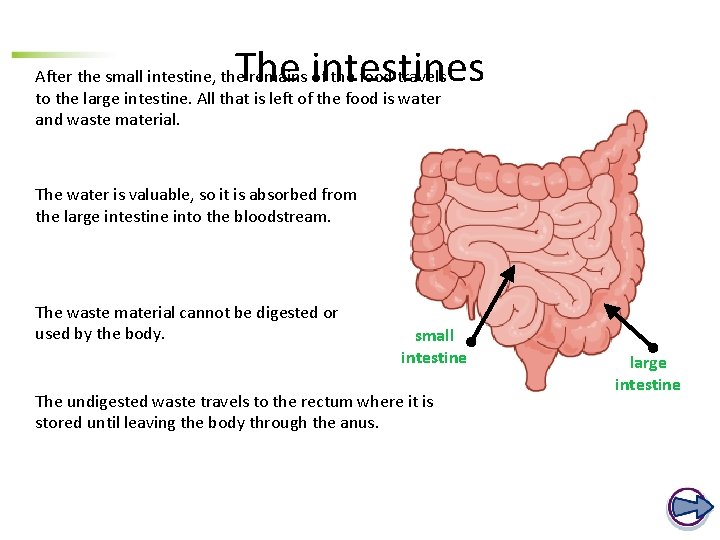 The intestines After the small intestine, the remains of the food travels to the The intestines After the small intestine, the remains of the food travels to the