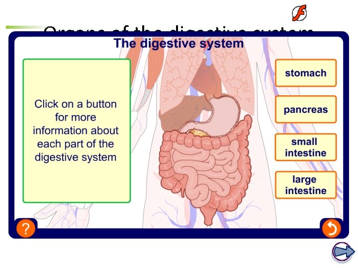 Organs of the digestive system  Organs of the digestive system