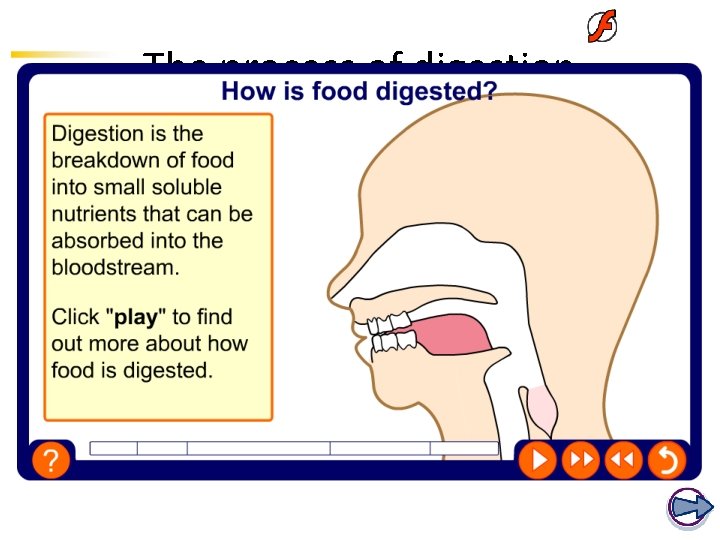 The process of digestion  The process of digestion