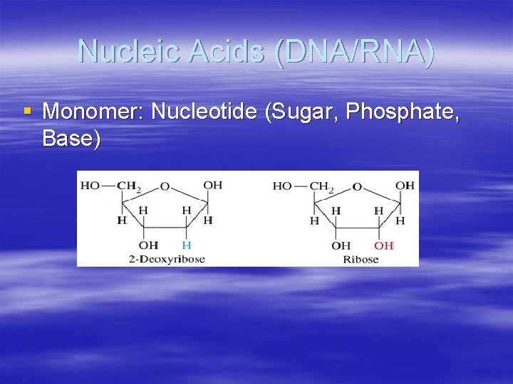Nucleic Acids (DNA/RNA) § Monomer: Nucleotide (Sugar, Phosphate, Base) 
