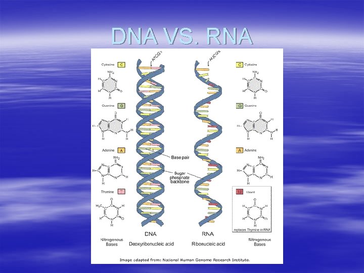 DNA VS. RNA 