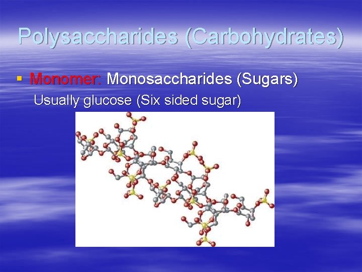 Polysaccharides (Carbohydrates) § Monomer: Monosaccharides (Sugars) Usually glucose (Six sided sugar) 