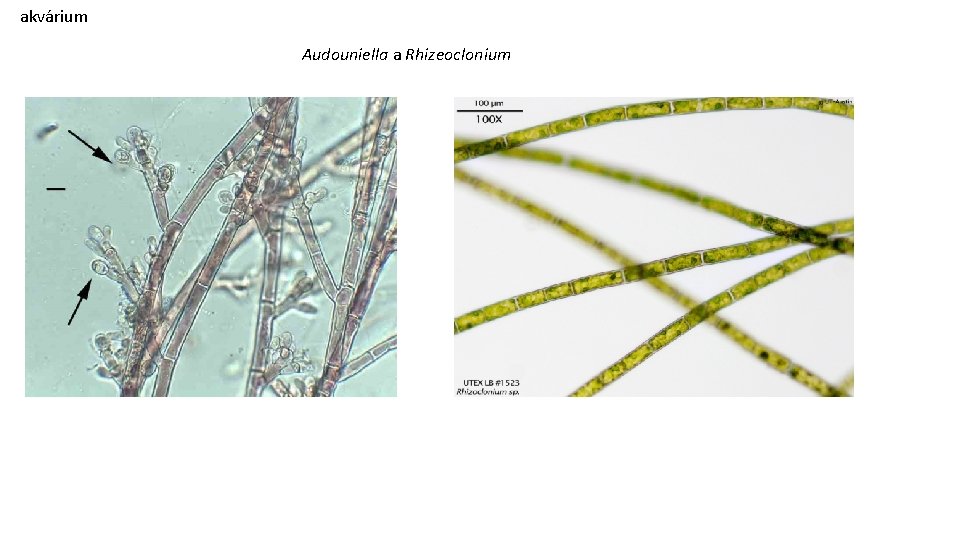 akvárium Audouniella a Rhizeoclonium 