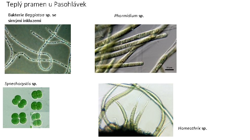 Teplý pramen u Pasohlávek Bakterie Beggiatoa sp. se sirnými inkluzemi Phormidium sp. Synechocystis sp.
