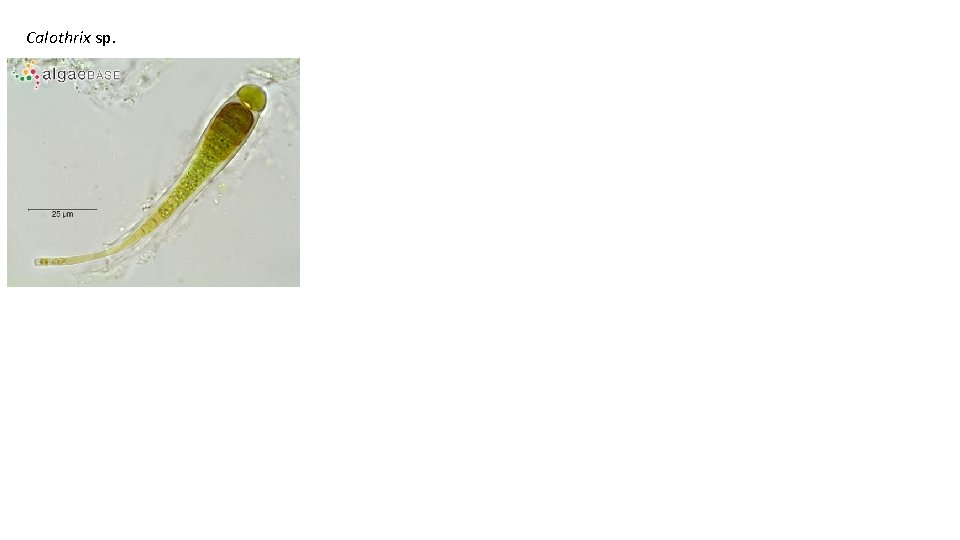 Calothrix sp. 