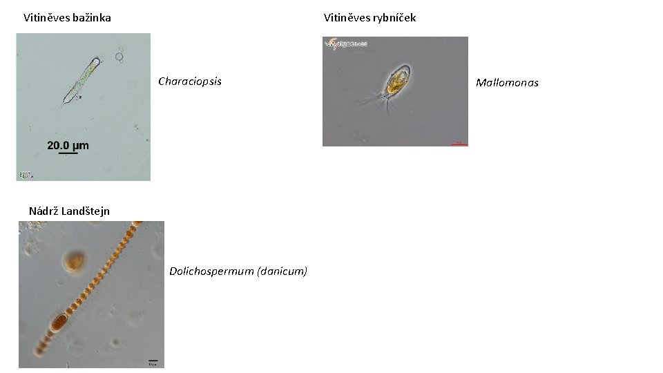 Vitiněves bažinka Vitiněves rybníček Characiopsis Nádrž Landštejn Dolichospermum (danicum) Mallomonas 