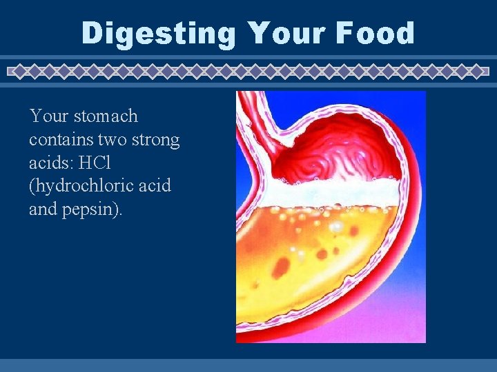 Digesting Your Food Your stomach contains two strong acids: HCl (hydrochloric acid and pepsin).