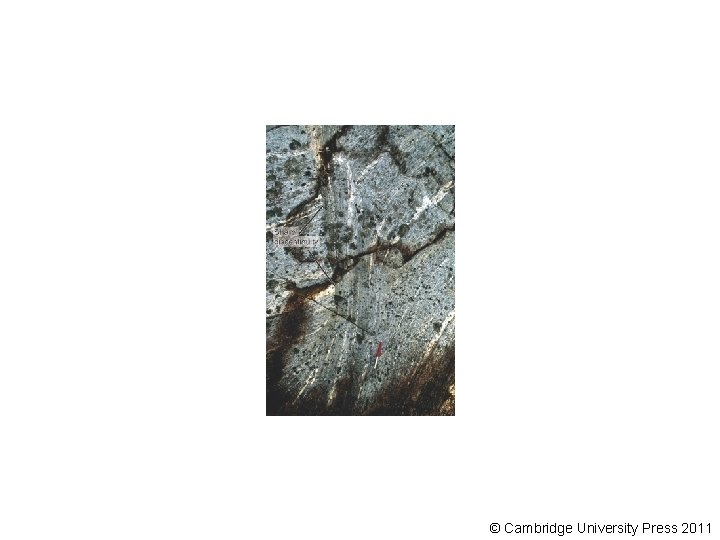 © Cambridge University Press 2011 