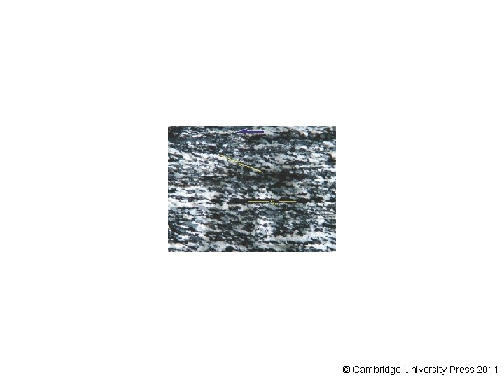© Cambridge University Press 2011 