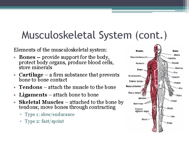 Musculoskeletal System (cont. ) Elements of the musculoskeletal system: • Bones – provide support