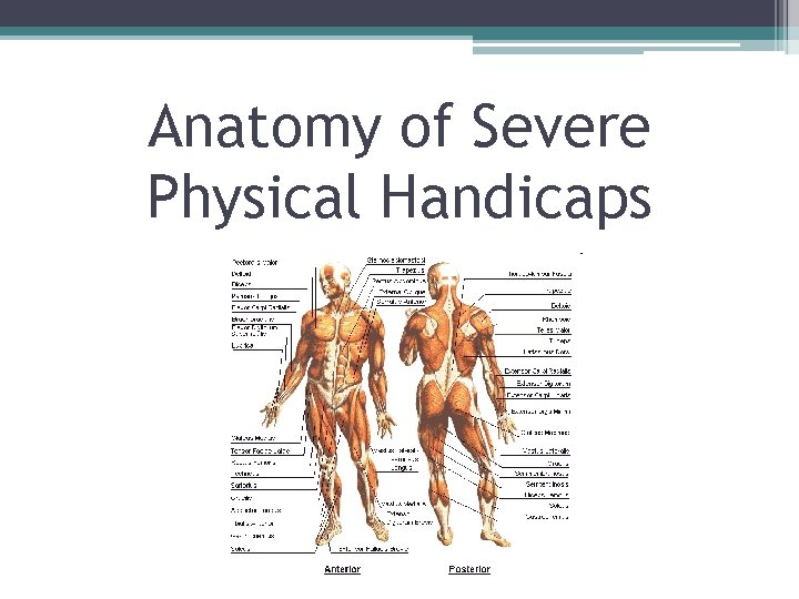 Anatomy of Severe Physical Handicaps 