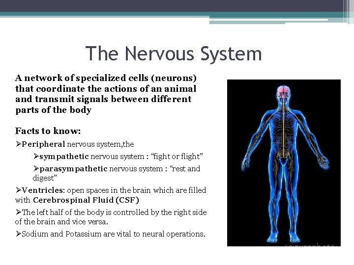 The Nervous System A network of specialized cells (neurons) that coordinate the actions of