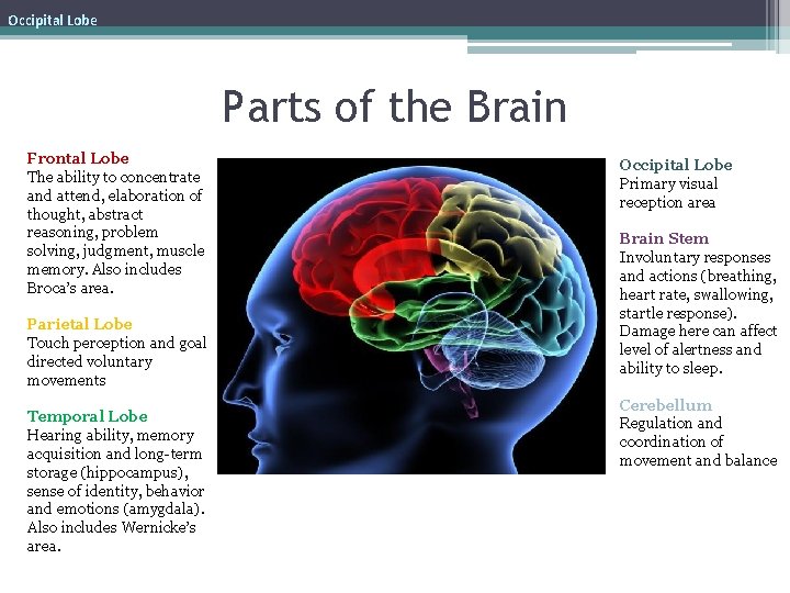 Occipital Lobe Parts of the Brain Frontal Lobe The ability to concentrate and attend,