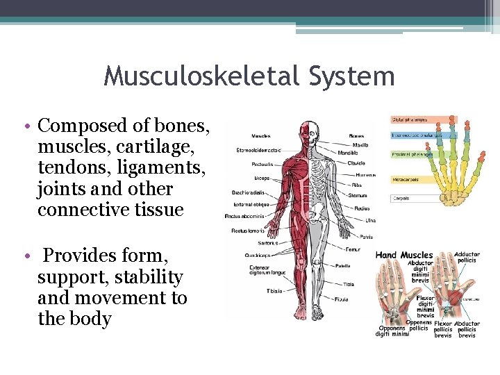 Musculoskeletal System • Composed of bones, muscles, cartilage, tendons, ligaments, joints and other connective