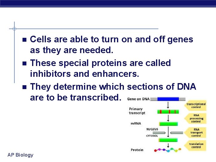 n n n Cells are able to turn on and off genes as they