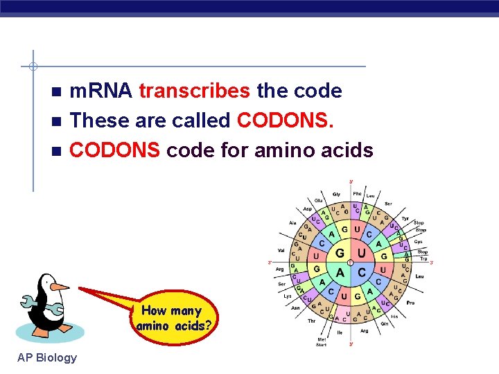 n n n m. RNA transcribes the code These are called CODONS code for