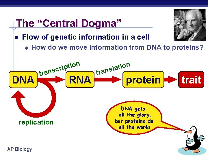 The “Central Dogma” n Flow of genetic information in a cell u How do