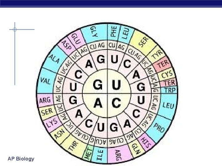 Mutations types AP Biology The Story So Far