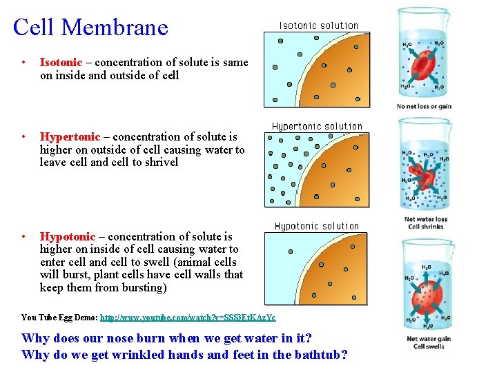 Cell Membrane • Isotonic – concentration of solute is same on inside and outside