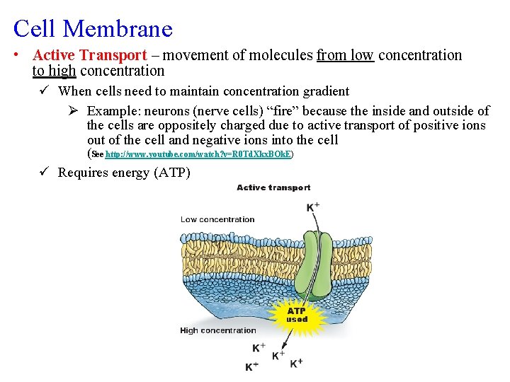 Cell Membrane • Active Transport – movement of molecules from low concentration to high