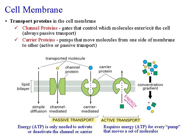 Cell Membrane • Transport proteins in the cell membrane ü Channel Proteins - gates