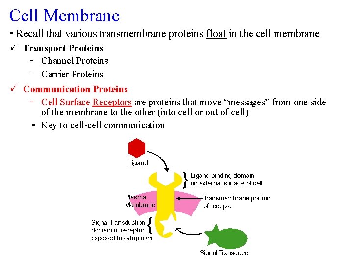 Cell Membrane • Recall that various transmembrane proteins float in the cell membrane ü
