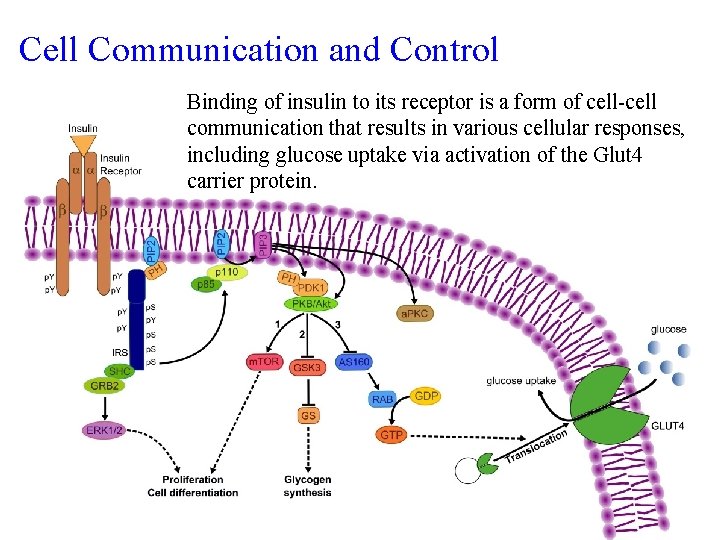 Cell Communication and Control Binding of insulin to its receptor is a form of