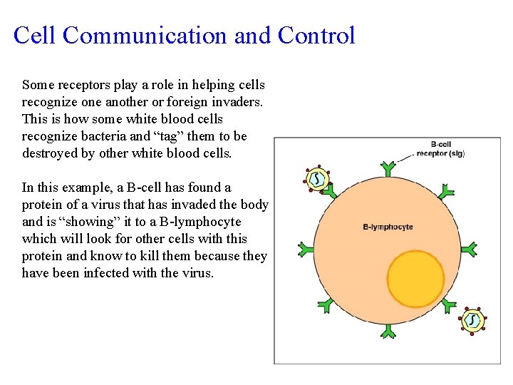 Cell Communication and Control Some receptors play a role in helping cells recognize one