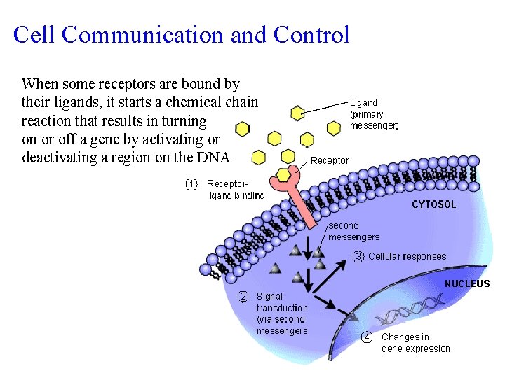 Cell Communication and Control When some receptors are bound by their ligands, it starts