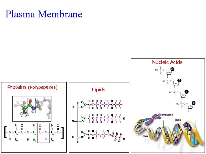 Plasma Membrane Nucleic Acids Proteins (Polypeptides) Lipids 