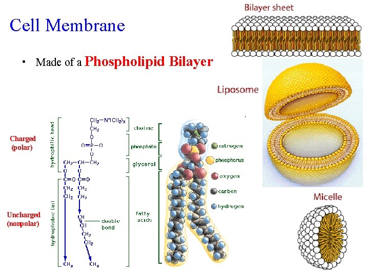 Cell Membrane • Made of a Phospholipid Charged (polar) Uncharged (nonpolar) Bilayer 