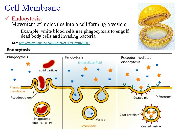 Cell Membrane ü Endocytosis: Movement of molecules into a cell forming a vesicle Example: