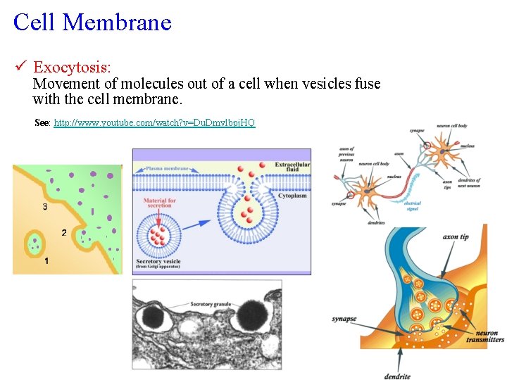 Cell Membrane ü Exocytosis: Movement of molecules out of a cell when vesicles fuse