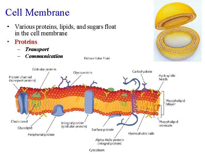 Cell Membrane • Various proteins, lipids, and sugars float in the cell membrane •