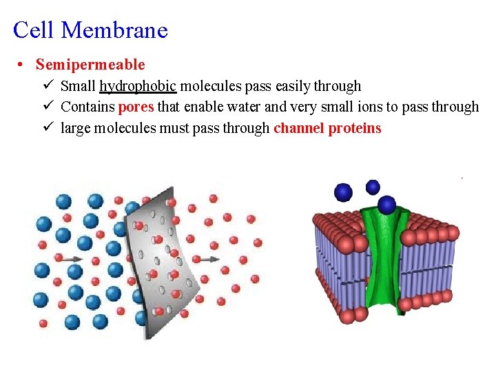 Cell Membrane • Semipermeable ü Small hydrophobic molecules pass easily through ü Contains pores