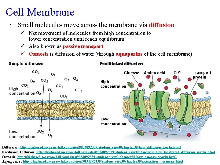 Cell Membrane • Small molecules move across the membrane via diffusion ü Net movement