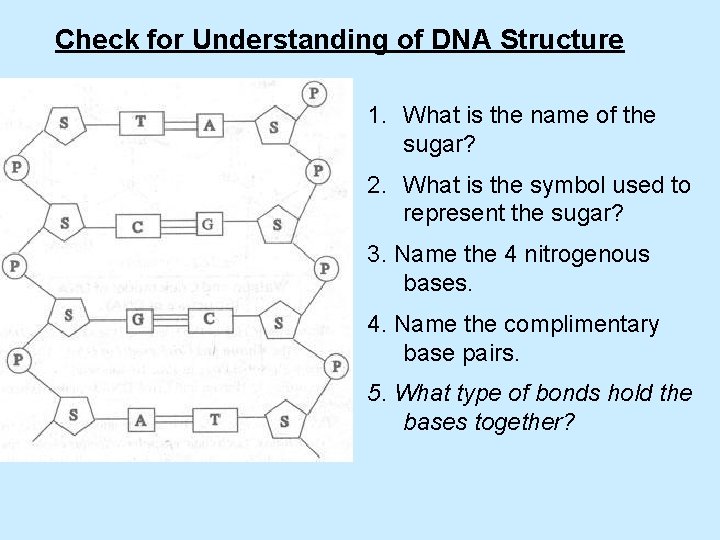 Check for Understanding of DNA Structure 1. What is the name of the sugar?
