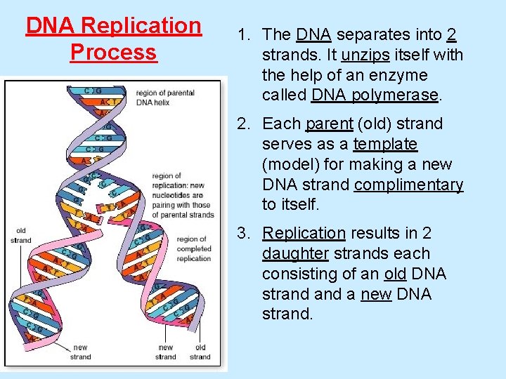 DNA Replication Process 1. The DNA separates into 2 strands. It unzips itself with