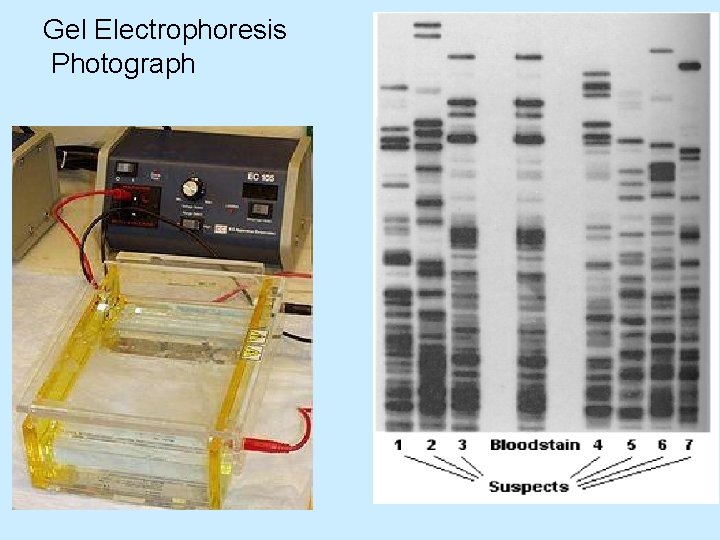 Gel Electrophoresis Photograph 