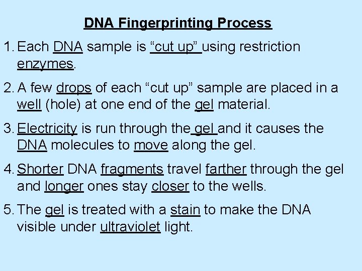 DNA Fingerprinting Process 1. Each DNA sample is “cut up” using restriction enzymes. 2.