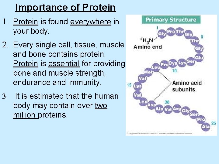 Importance of Protein 1. Protein is found everywhere in your body. 2. Every single
