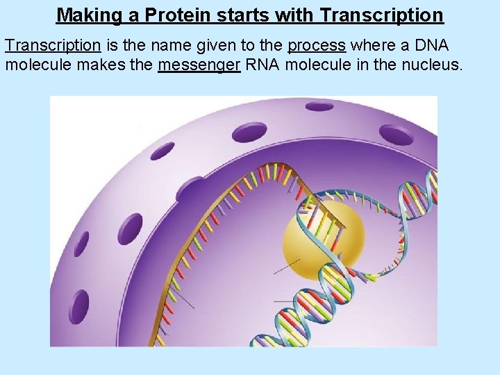 Making a Protein starts with Transcription is the name given to the process where