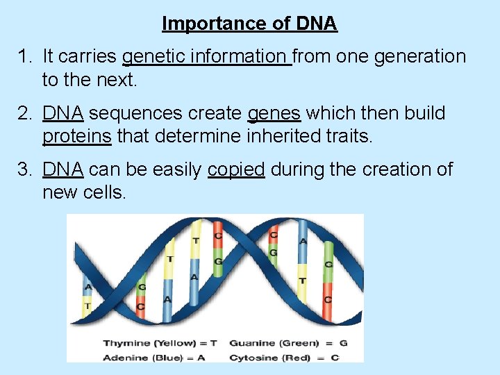 Importance of DNA 1. It carries genetic information from one generation to the next.