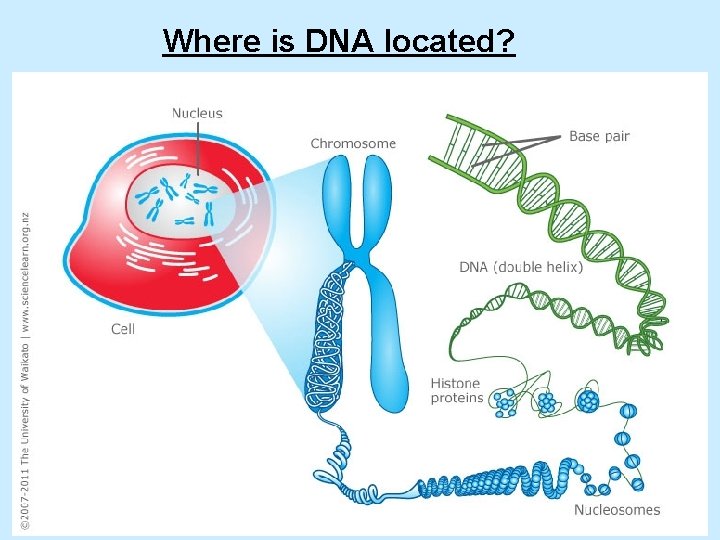 Where is DNA located? 