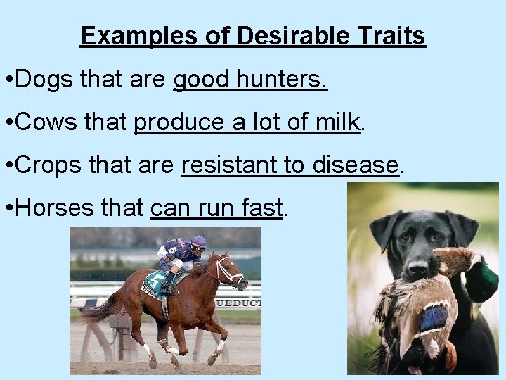 Examples of Desirable Traits • Dogs that are good hunters. • Cows that produce