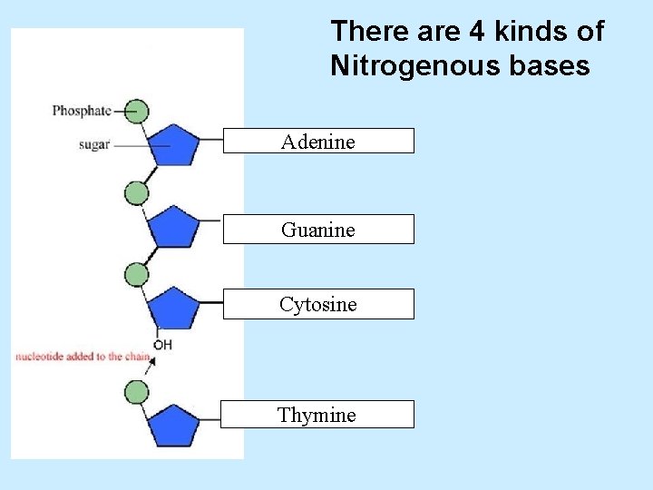 There are 4 kinds of Nitrogenous bases Adenine Guanine Cytosine Thymine 