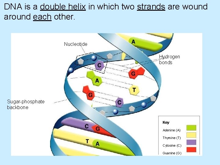 DNA is a double helix in which two strands are wound around each other.