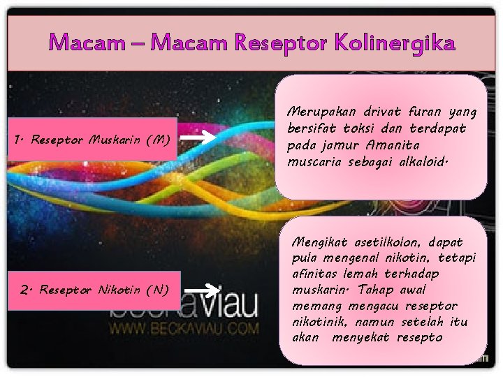 Macam – Macam Reseptor Kolinergika 1. Reseptor Muskarin (M) Merupakan drivat furan yang bersifat